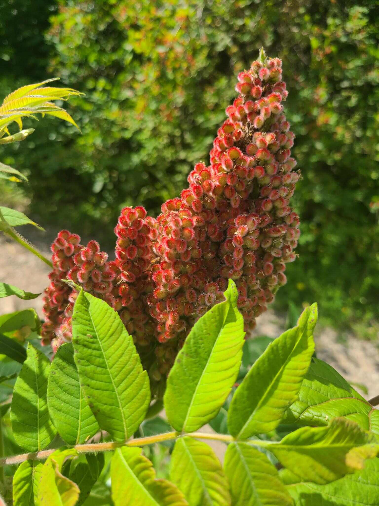 Sumac plant